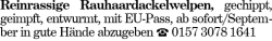 Vorschaubild der Anzeige, (Id: 2065325)